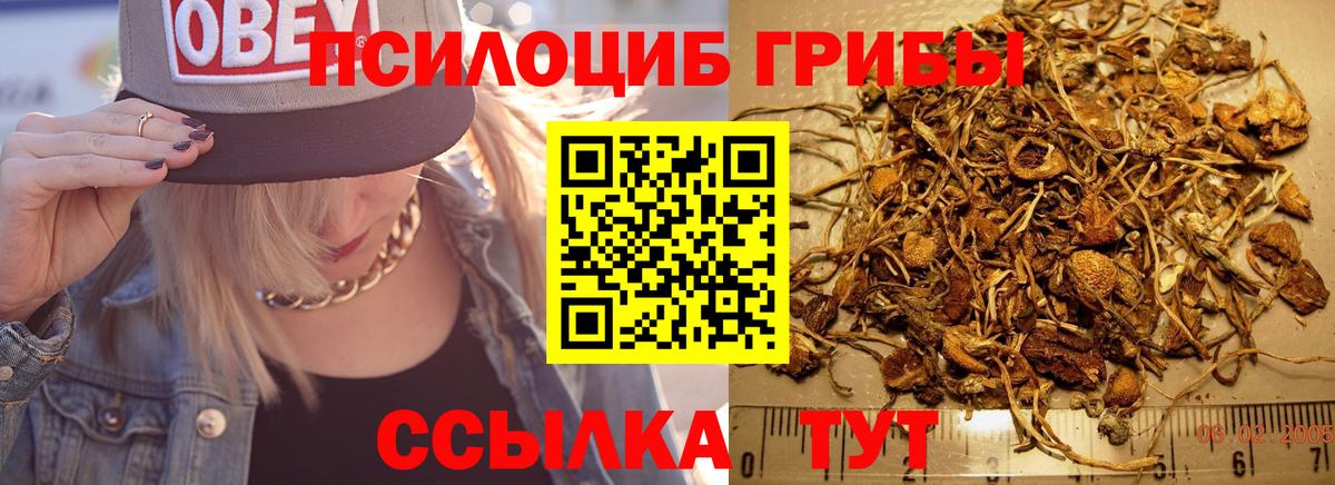 Кизляр  наркотики  Вход с VPN  Псилоцибиновые грибы ЛСД  Псилоцибиновые грибы GOLDEN TEACHER 